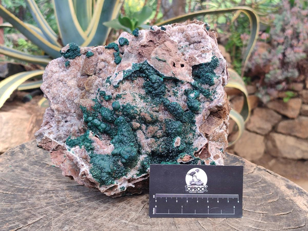 Natural XL Museum Ball Malachite Specimen with Drusy Quartz on Dolomite Matrix x 1 From Mindingi Mine, Kambove, Congo - Toprock Gemstones and Minerals 