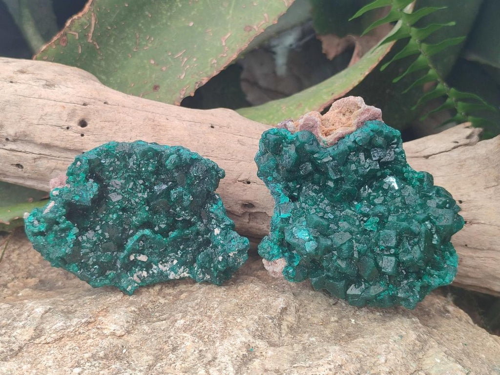 Natural Cabinet Size Dioptase Specimens on Dolomite Matrix x 2 From Tantara Mine, Congo - Toprock Gemstones and Minerals 