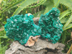 Natural Cabinet Size Dioptase Specimens on Dolomite Matrix x 2 From Tantara Mine, Congo - Toprock Gemstones and Minerals 