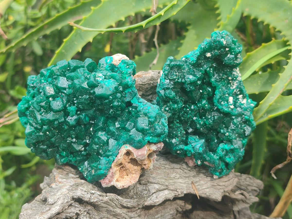 Natural Cabinet Size Dioptase Specimens on Dolomite Matrix x 2 From Tantara Mine, Congo - Toprock Gemstones and Minerals 