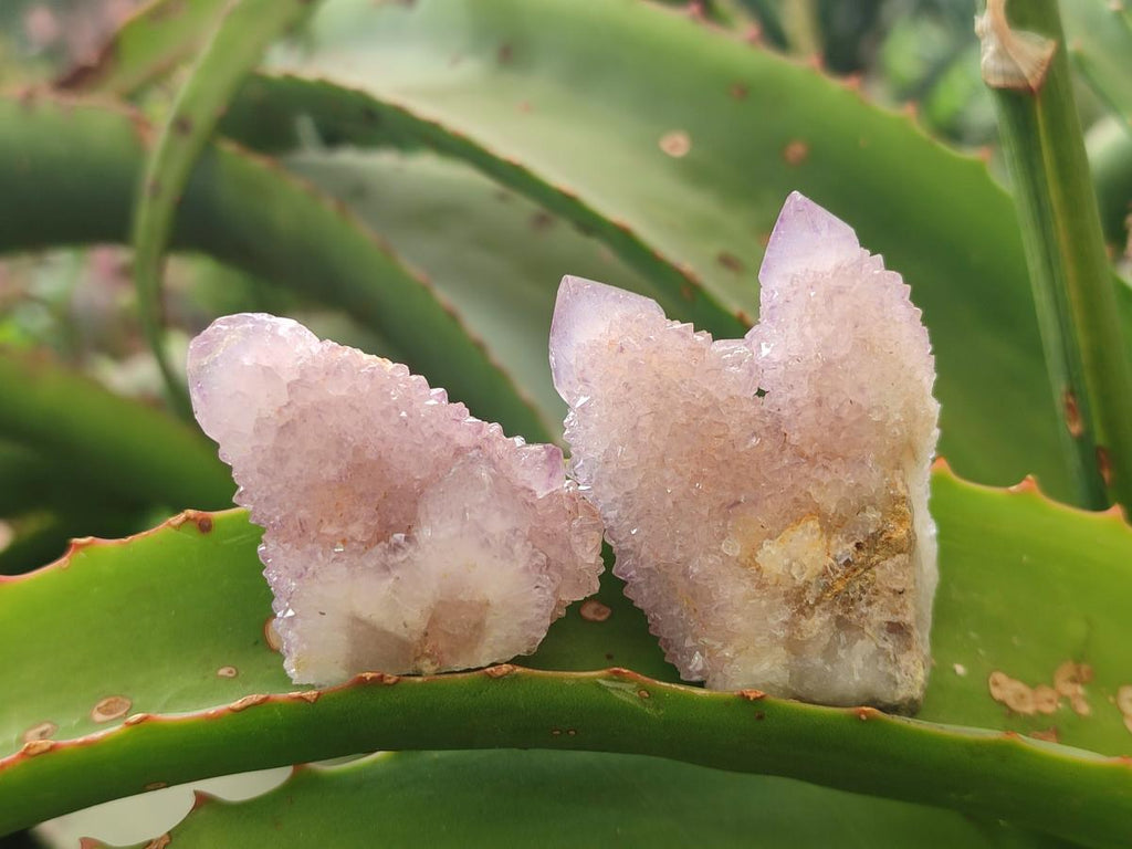 Natural Spirit Amethyst Clusters x 20 From Boekenhouthoek, South Africa - Toprock Gemstones and Minerals 