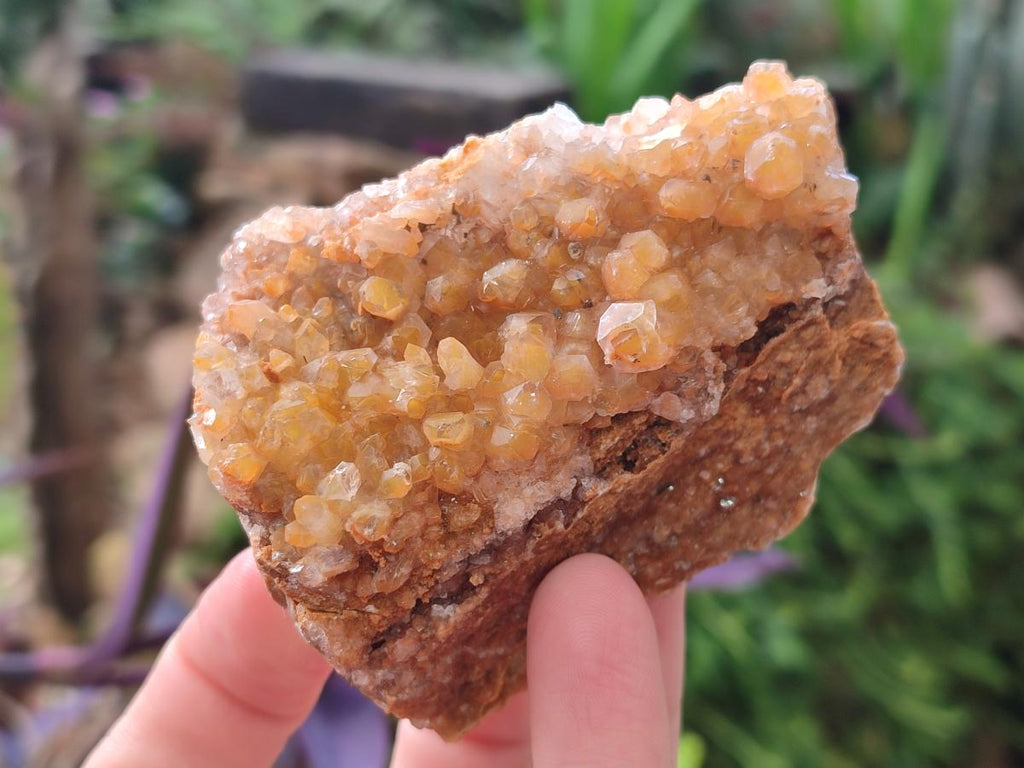 Natural Golden Limonite Quartz Clusters x 12 From Mwinilunga, Zambia - Toprock Gemstones and Minerals 