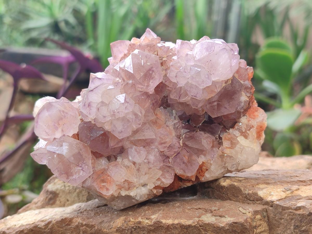 Natural Spirit Amethyst Clusters x 4 From Boekenhouthoek, South Africa - Toprock Gemstones and Minerals 