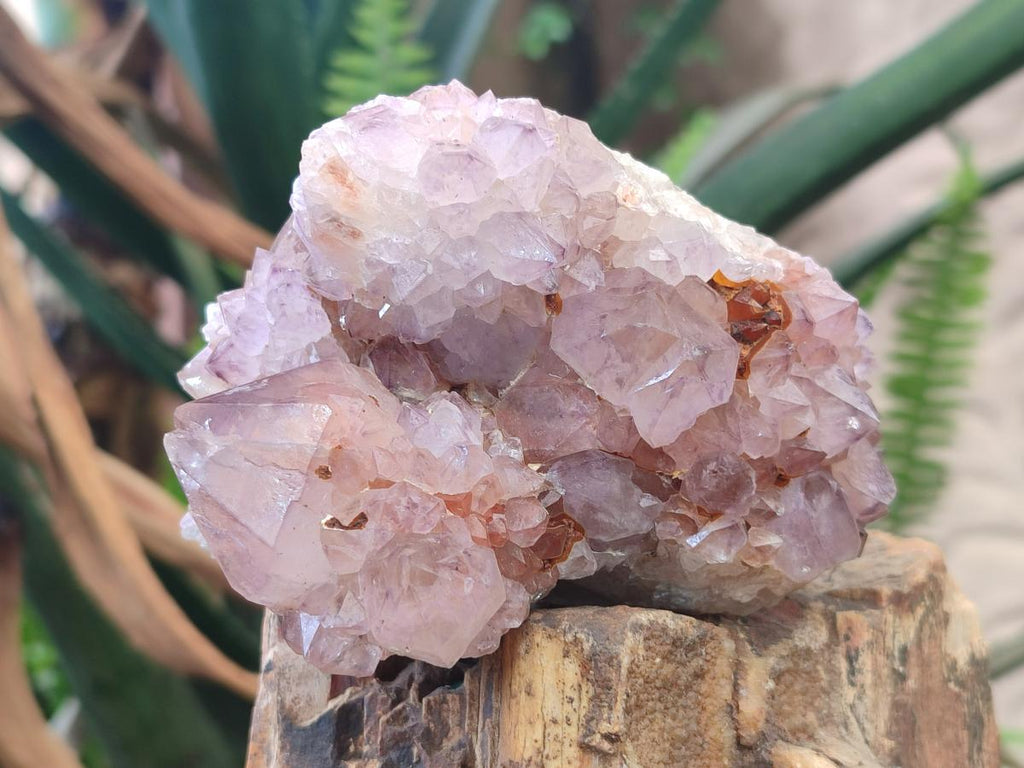 Natural Spirit Amethyst Clusters x 4 From Boekenhouthoek, South Africa - Toprock Gemstones and Minerals 