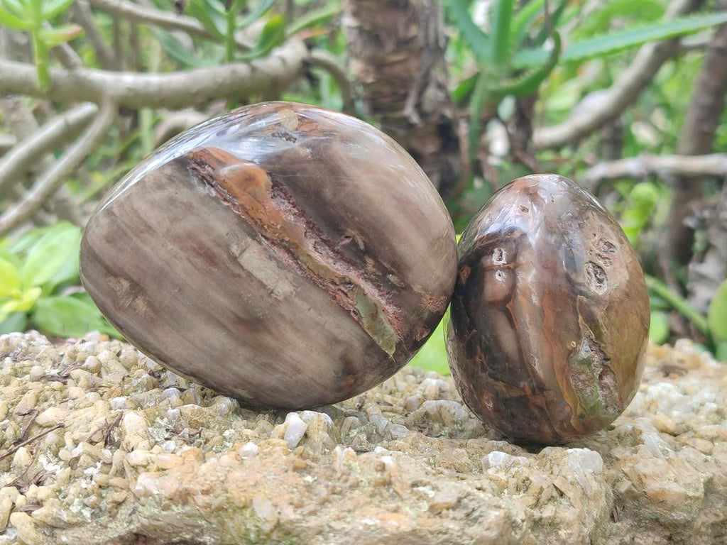 Polished Mix of Dadoxylon Petrified Wood Eggs and Free Forms x 17 From Gokwe, Zimbabwe - Toprock Gemstones and Minerals 