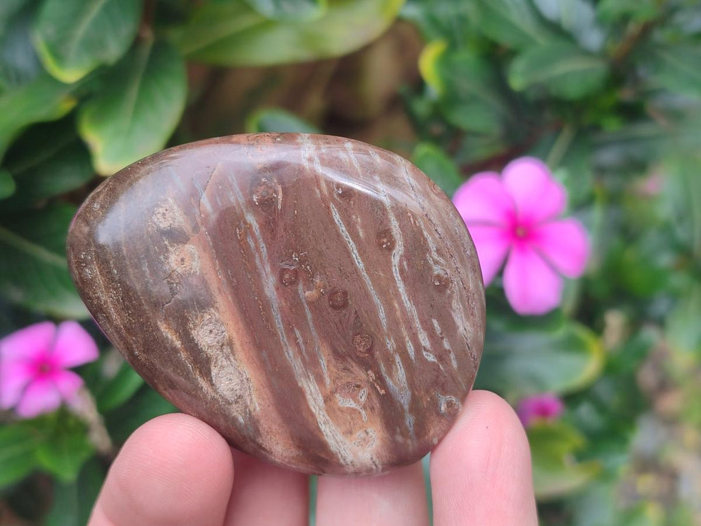 Polished Mix of Dadoxylon Petrified Wood Eggs and Free Forms x 17 From Gokwe, Zimbabwe - Toprock Gemstones and Minerals 