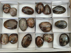 Polished Mix of Dadoxylon Petrified Wood Eggs and Free Forms x 17 From Gokwe, Zimbabwe - Toprock Gemstones and Minerals 