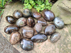 Polished Mix of Dadoxylon Petrified Wood Eggs and Free Forms x 17 From Gokwe, Zimbabwe - Toprock Gemstones and Minerals 
