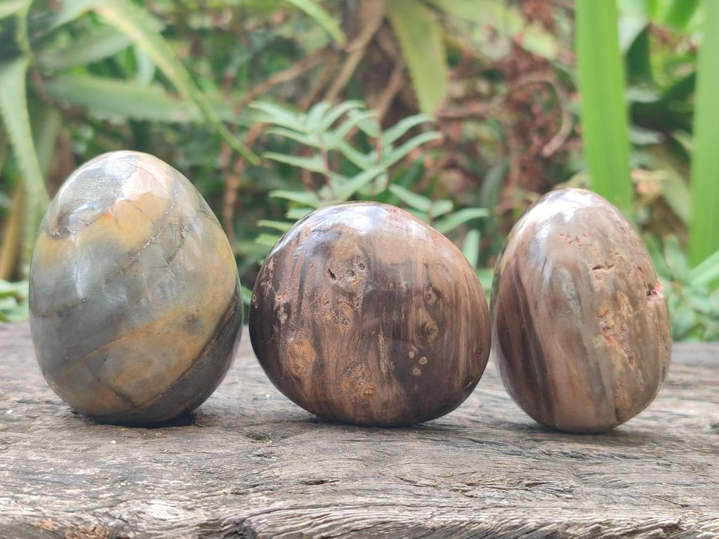 Polished Mix of Dadoxylon Petrified Wood Eggs and Free Forms x 17 From Gokwe, Zimbabwe - Toprock Gemstones and Minerals 