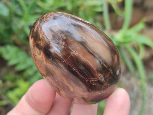 Polished Mix of Dadoxylon Petrified Wood Eggs and Free Forms x 17 From Gokwe, Zimbabwe - Toprock Gemstones and Minerals 