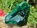 Polished and Natural Flower Banded Malachite Free Forms x 14 From Congo - Toprock Gemstones and Minerals 