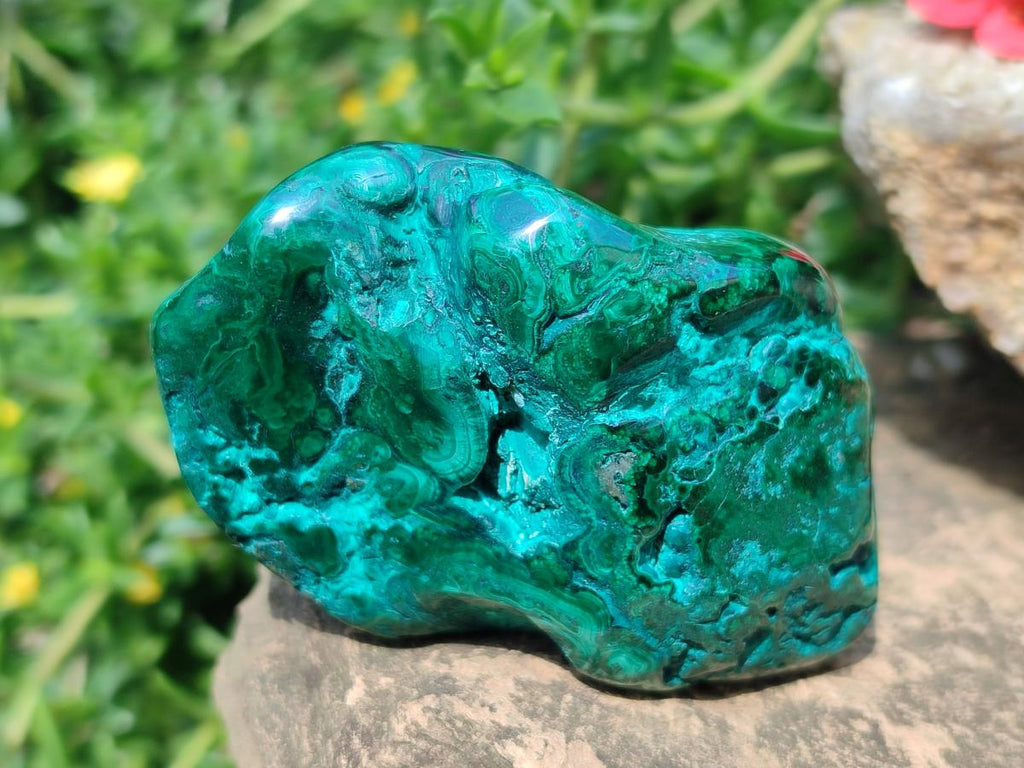 Polished and Natural Flower Banded Malachite Free Forms x 14 From Congo - Toprock Gemstones and Minerals 
