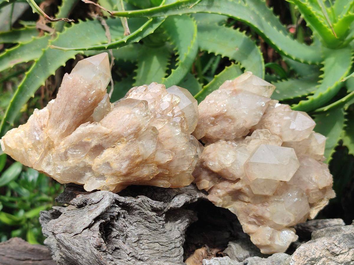 Natural Cascading White Phantom Smokey Luena Quartz Clusters x 6 From Luena, Congo - Toprock Gemstones and Minerals 