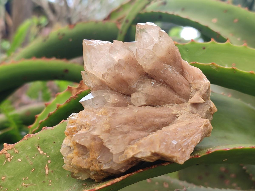 Natural Cascading White Phantom Smokey Luena Quartz Clusters x 6 From Luena, Congo - Toprock Gemstones and Minerals 