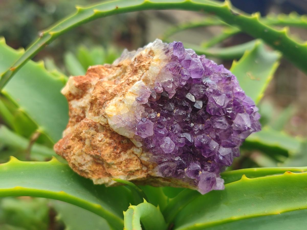 Natural Dark Purple Amethyst Clusters x 35 From Boekenhouthoek, South Africa - Toprock Gemstones and Minerals 
