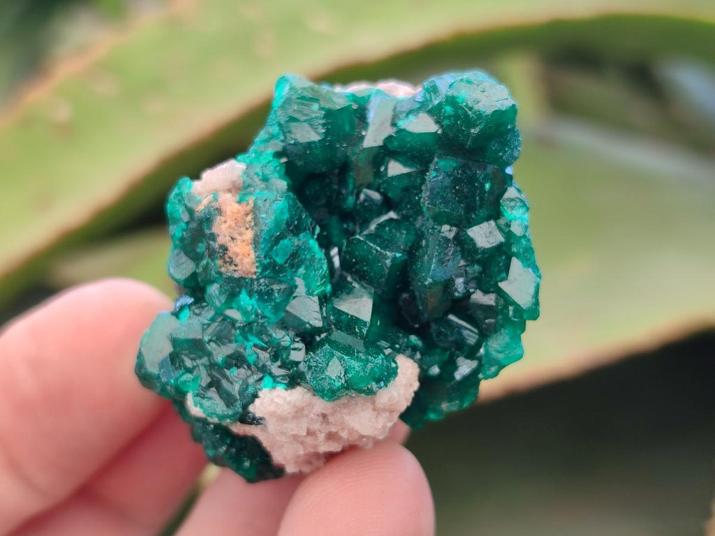 Natural Dioptase Specimens on Dolomite Matrix x 12 From Tantara Mine, Congo - Toprock Gemstones and Minerals 