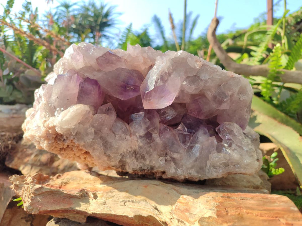 Natural XL Jacaranda Amethyst Cluster x 1 From Mumbwa, Zambia - Toprock Gemstones and Minerals 