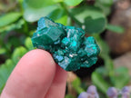 Natural Dioptase Specimens on Dolomite Matrix x 20 From Tantara Mine, Congo - Toprock Gemstones and Minerals 