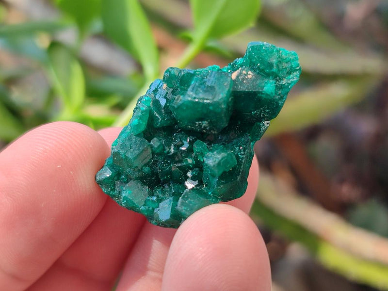 Natural Dioptase Specimens on Dolomite Matrix x 20 From Tantara Mine, Congo - Toprock Gemstones and Minerals 