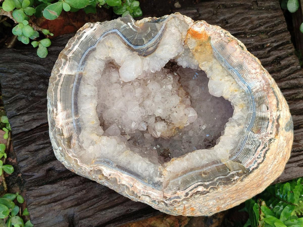 Natural XL Crystalline Elephant Foat Agate Geode x 1 From Maintirano, Madagascar - Toprock Gemstones and Minerals 