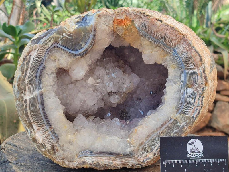 Natural XL Crystalline Elephant Foat Agate Geode x 1 From Maintirano, Madagascar - Toprock Gemstones and Minerals 