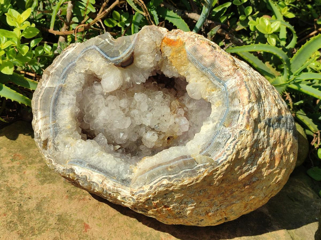 Natural XL Crystalline Elephant Foat Agate Geode x 1 From Maintirano, Madagascar - Toprock Gemstones and Minerals 