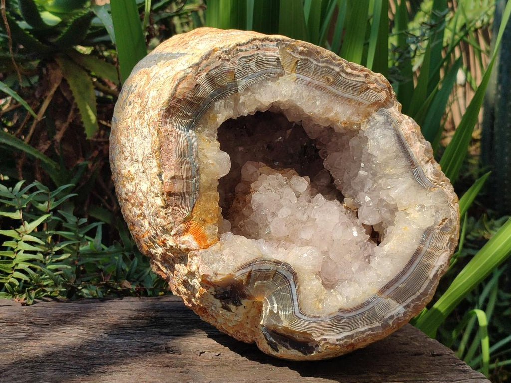 Natural XL Crystalline Elephant Foat Agate Geode x 1 From Maintirano, Madagascar - Toprock Gemstones and Minerals 