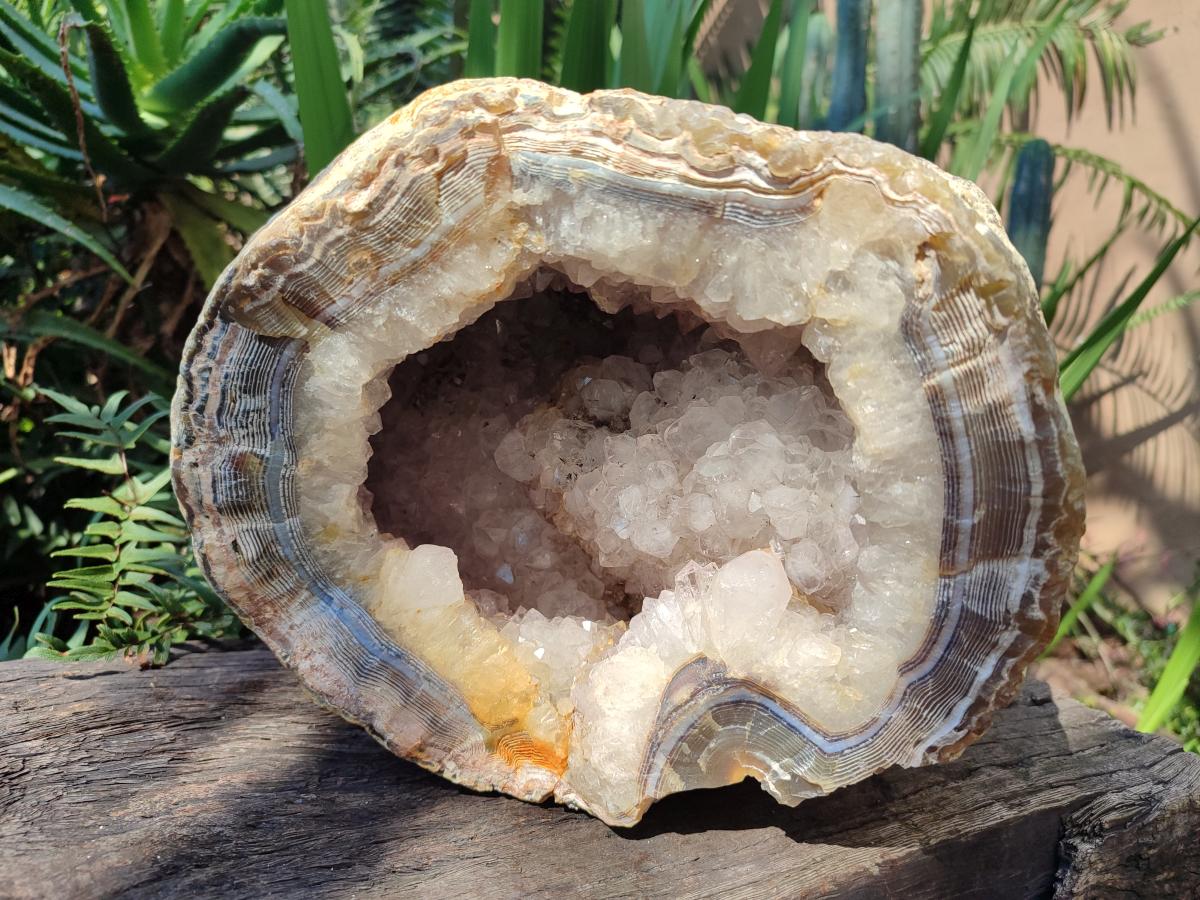 Natural XL Crystalline Elephant Foat Agate Geode x 1 From Maintirano, Madagascar - Toprock Gemstones and Minerals 