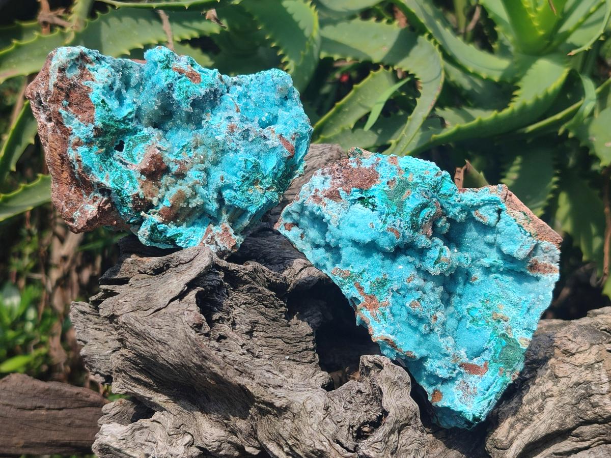 Natural Drusy Coated Chrysocolla with Malachite Specimens x 4 From Lupoto Mine, Congo - Toprock Gemstones and Minerals 