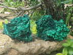 Natural Silky Malachite Specimens x 2 From Kasompe, Congo - Toprock Gemstones and Minerals 