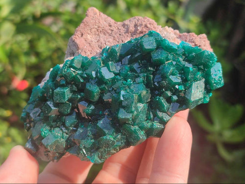 Natural Large Cabinet Size Dioptase Specimens on Dolomite Matrix x 2 From Tantara Mine, Congo - Toprock Gemstones and Minerals 