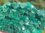 Natural Large Cabinet Size Dioptase Specimens on Dolomite Matrix x 2 From Tantara Mine, Congo - Toprock Gemstones and Minerals 