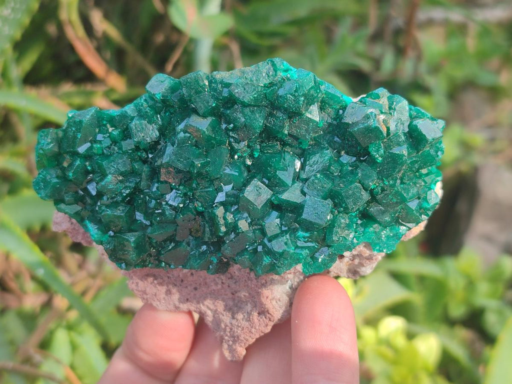 Natural Large Cabinet Size Dioptase Specimens on Dolomite Matrix x 2 From Tantara Mine, Congo - Toprock Gemstones and Minerals 
