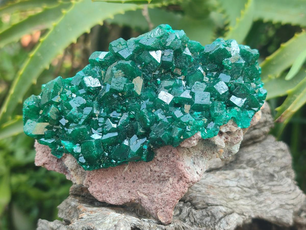 Natural Large Cabinet Size Dioptase Specimens on Dolomite Matrix x 2 From Tantara Mine, Congo - Toprock Gemstones and Minerals 