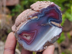 Polished One Side Red Shashe River Agate Nodules x 12 From Shashe River, Zimbabwe