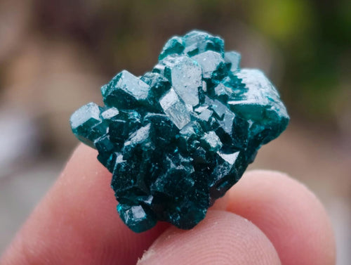 Natural Mini Dioptase Specimens x 70 From Tantara Mine, Congo