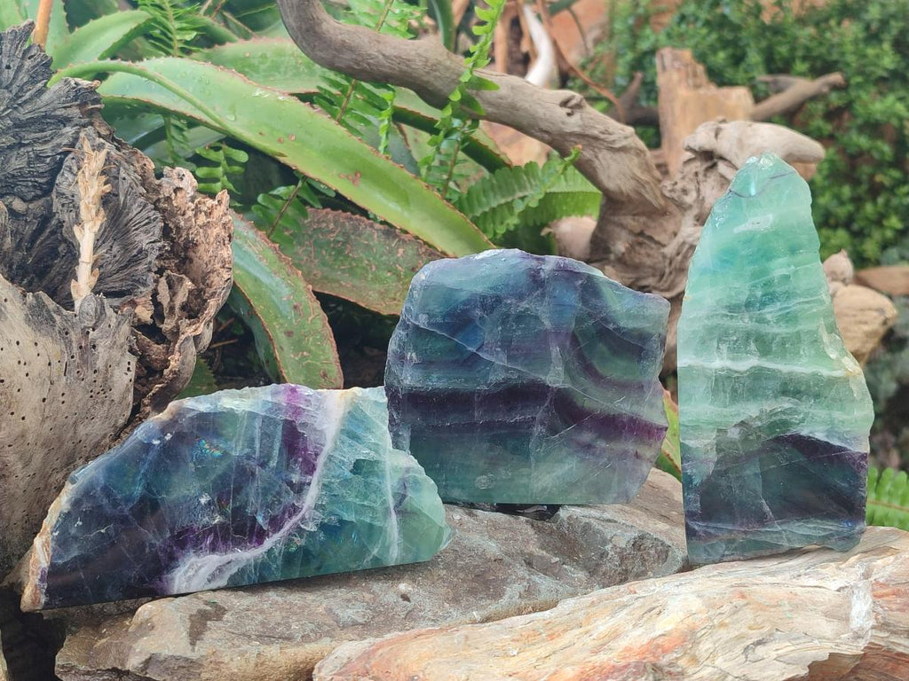 Polished One Side Watermelon Fluorite Slices x 3 From Uis, Namibia
