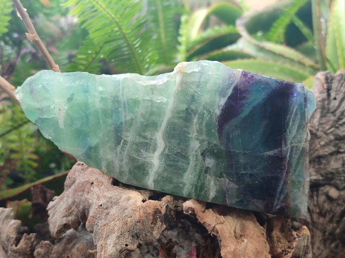 Polished One Side Watermelon Fluorite Slices x 3 From Uis, Namibia