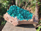 Natural XL Cabinet Size Dioptase Specimen on Dolomite Matrix  x 1 From Tantara Mine, Congo