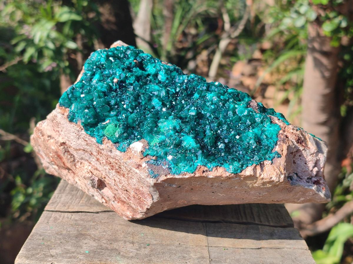 Natural XL Cabinet Size Dioptase Specimen on Dolomite Matrix  x 1 From Tantara Mine, Congo