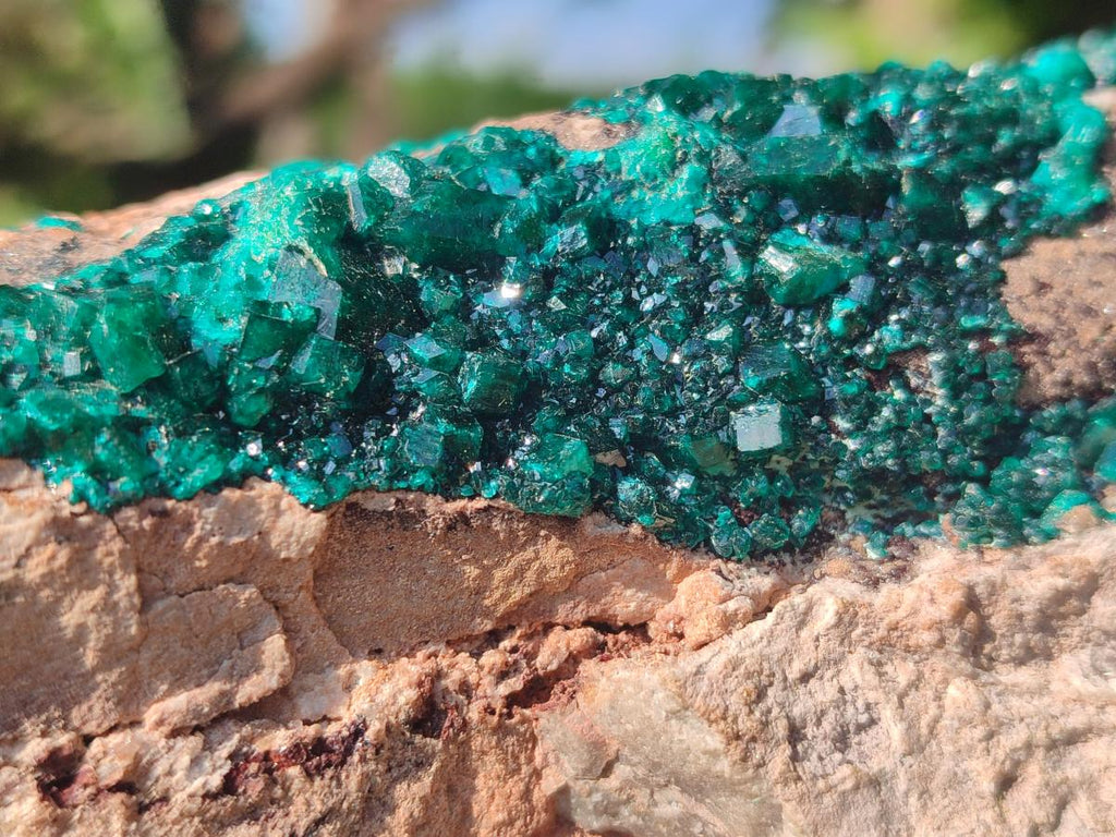Natural XL Cabinet Size Dioptase Specimen on Dolomite Matrix  x 1 From Tantara Mine, Congo