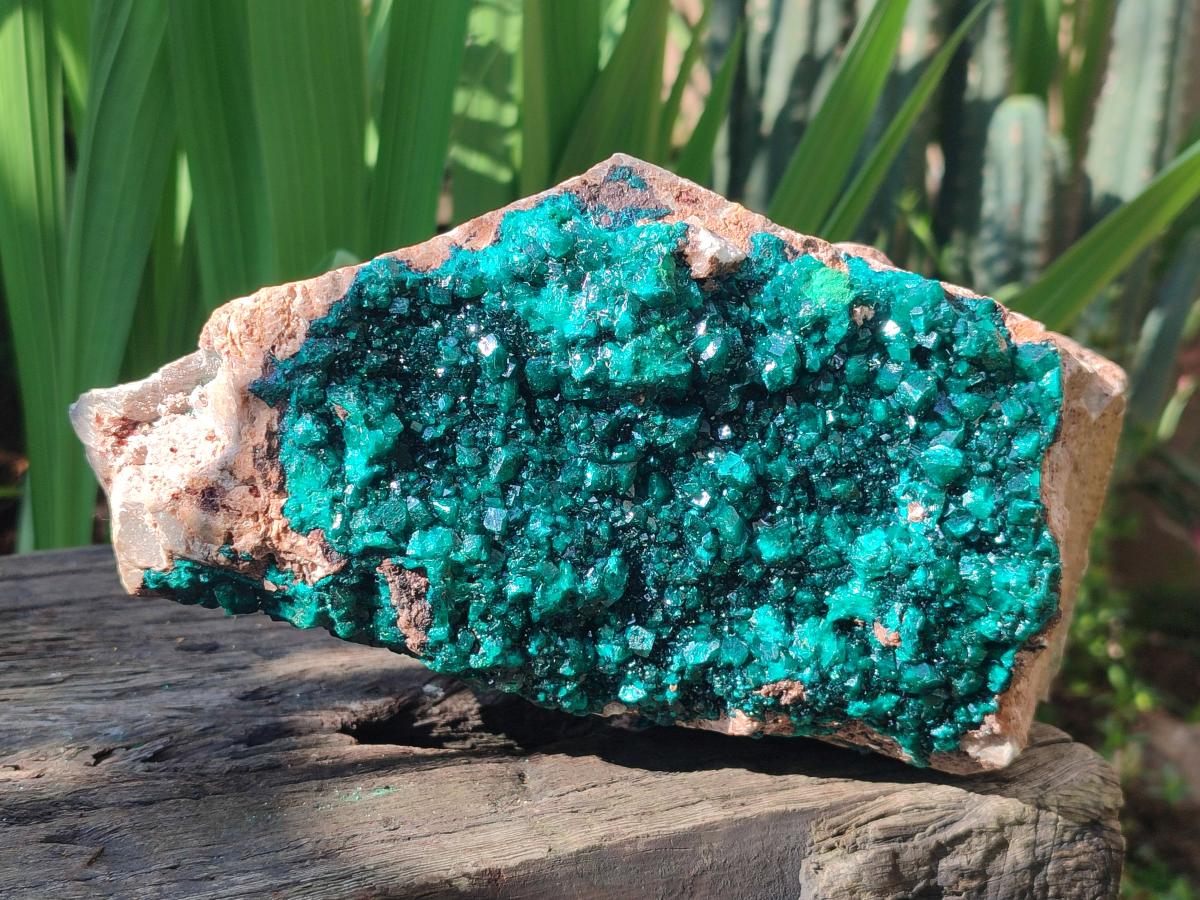 Natural XL Cabinet Size Dioptase Specimen on Dolomite Matrix  x 1 From Tantara Mine, Congo