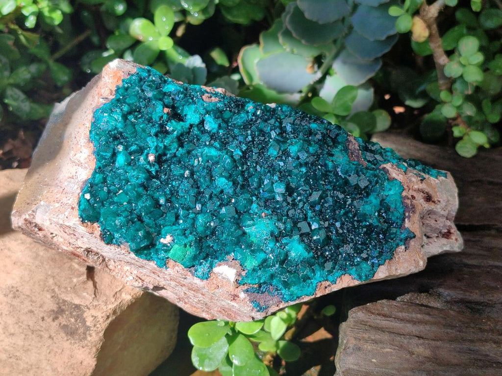 Natural XL Cabinet Size Dioptase Specimen on Dolomite Matrix  x 1 From Tantara Mine, Congo