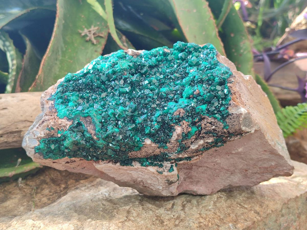 Natural XL Cabinet Size Dioptase Specimen on Dolomite Matrix  x 1 From Tantara Mine, Congo