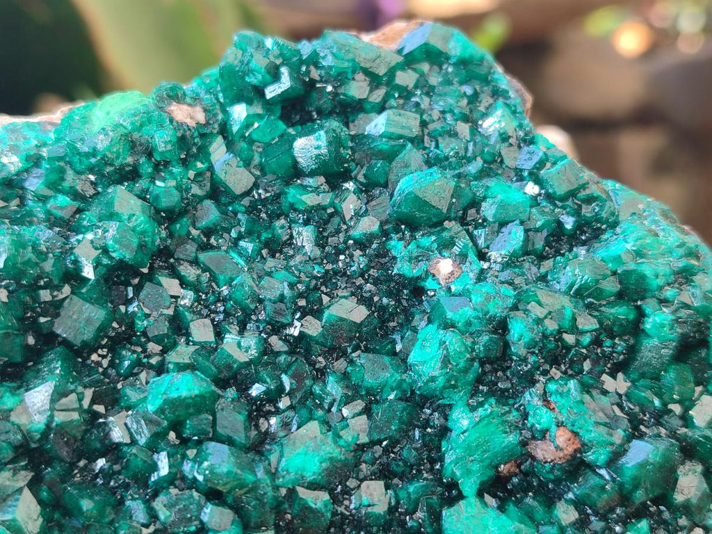 Natural XL Cabinet Size Dioptase Specimen on Dolomite Matrix  x 1 From Tantara Mine, Congo