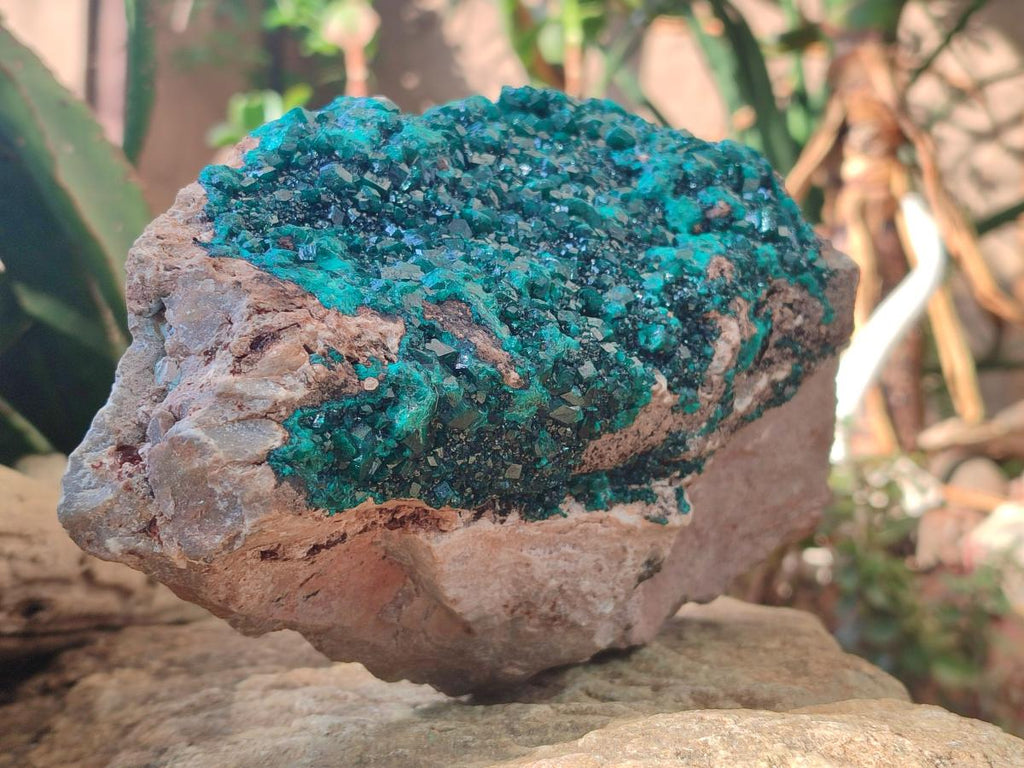 Natural XL Cabinet Size Dioptase Specimen on Dolomite Matrix  x 1 From Tantara Mine, Congo