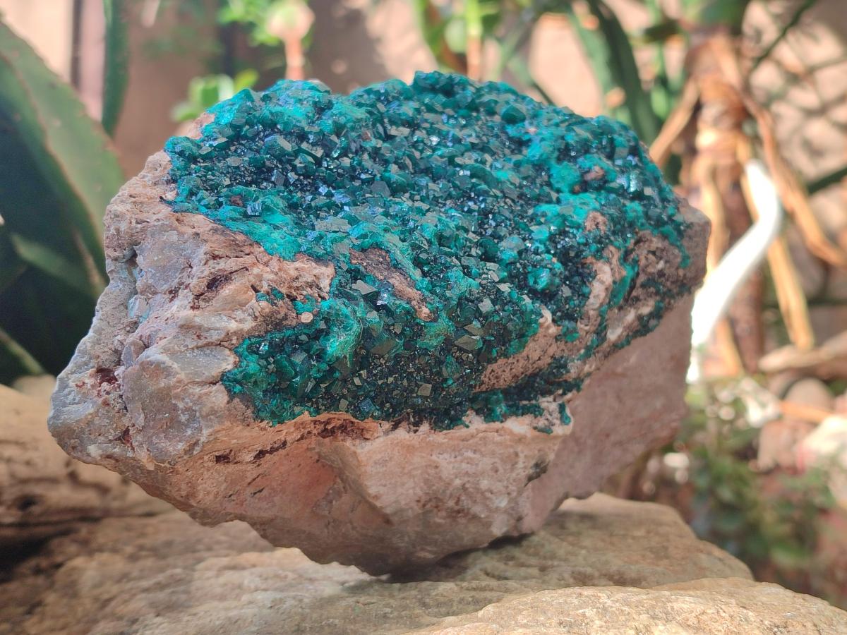 Natural XL Cabinet Size Dioptase Specimen on Dolomite Matrix  x 1 From Tantara Mine, Congo