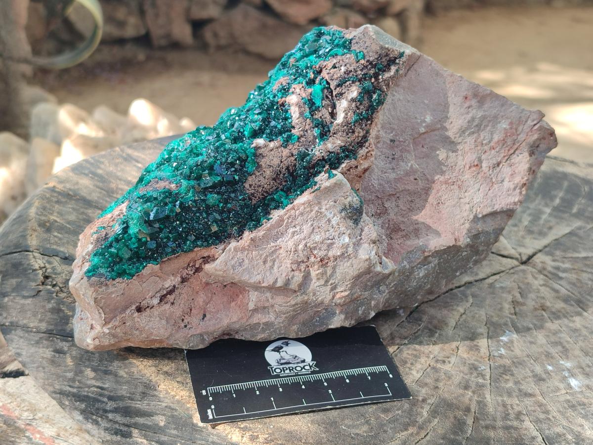 Natural XL Cabinet Size Dioptase Specimen on Dolomite Matrix  x 1 From Tantara Mine, Congo