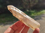 Natural Smokey Quartz Crystals x 12 From Erongo, Namibia