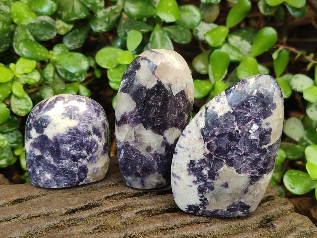 Polished Lepidolite Standing Display Pieces x 12 From Zimbabwe